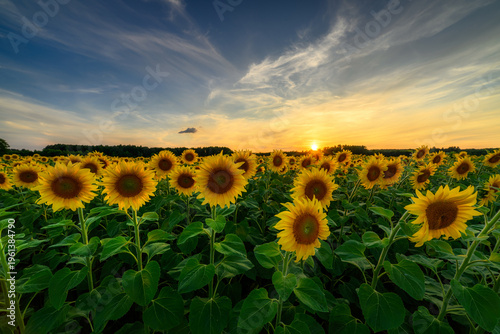 Beautiful sunset over sunflowers field