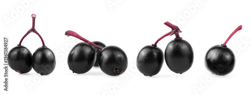 Isolated fresh berries of black elderberry fruit on a white background. Sambucus nigra, healing berries.