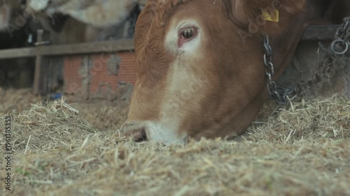 Authentic slow motion footage of cattle feeding in a farm environment. Close-up natural behavior representing Eid al Adha sacrifice preparation. Real scene, natural light, not AI generated.