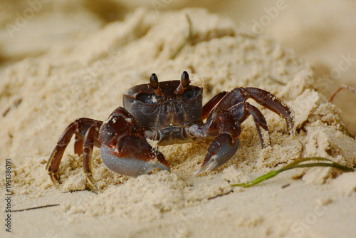 Foto Close-up of a Smooth-handed ghost crab, also known as Common ghost crab (Ocypode