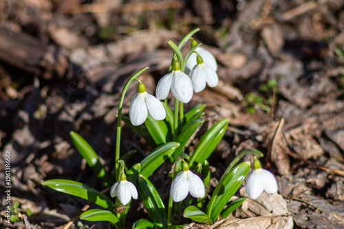 Folded Snowdrops Blooming in Kholodnyi Yar, Ukraine