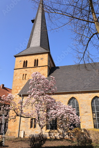 Blühende Magnolie vor einer Historischen Kirche Im Zentrum der Stadt Gütersloh in Ostwestfalen-Lippe	