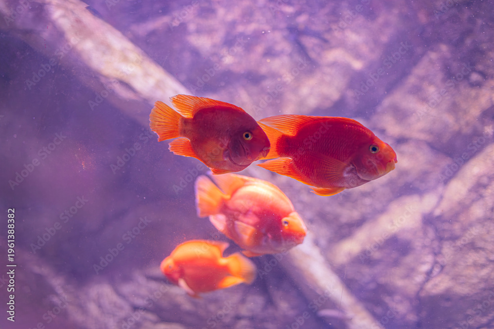 Obraz premium Underwater scene with swimming orange fish and rocky formations in blue-green water Rough rocks, coral, and soft shadows add depth Natural lighting highlights textures of fish scales and rocks