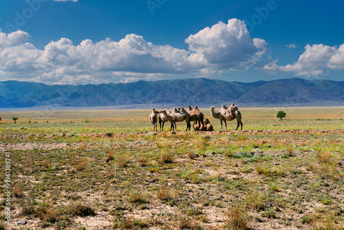 Camel herd in arid steppe landscape with mountains and clouds Central Asia