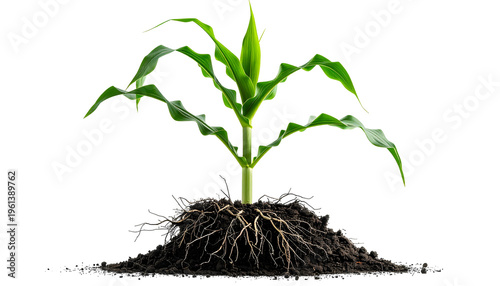 A healthy, vibrant green corn plant sprouts from a dark, rich pile of soil with visible roots