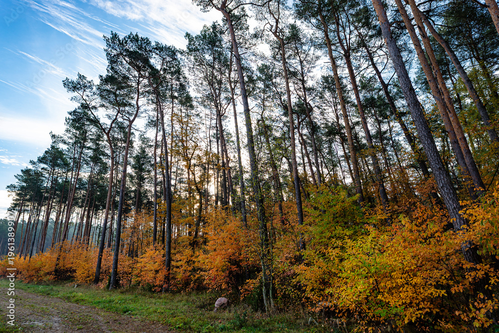 Obraz premium Poland forest vibrant autumn foliage pine trees