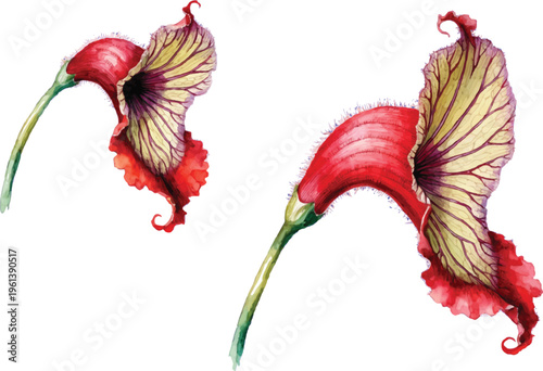 Exotic Aristolochia Flowers Illustration