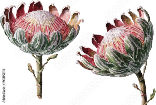 Two Beautiful King Protea Flowers Isolated on White