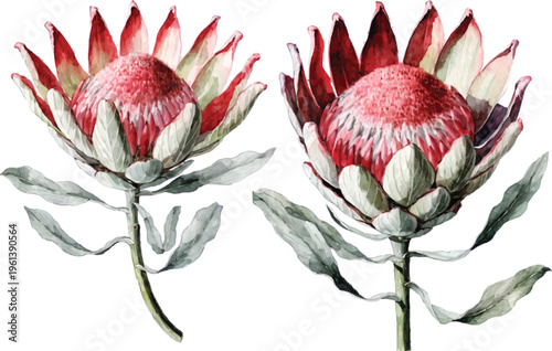 Watercolor King Protea Flowers Set