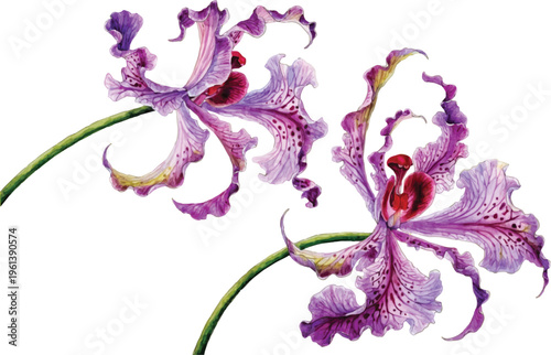Watercolor Illustration of Two Exotic Purple Orchids
