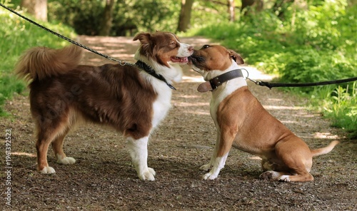 Принти на полотні Two different dog breeds touching noses on a forest path.