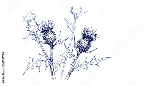 Intricate botanical sketch of thistle flowers with detailed leaves