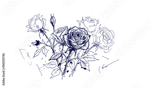 Detailed blue ink sketch of blooming roses on white background