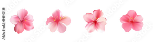 Delicate light pink sakura flower. Sakura blossom petals.