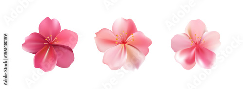 Delicate light pink sakura flower. Sakura blossom petals.