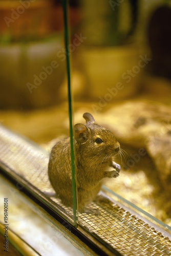 curious brown degu pressed against a glass enclosure in a warm amber-lit habitat, standing on a wire-mesh ledge with delicate whiskers and alert ears, soft bokeh of pots and bedding, reflection