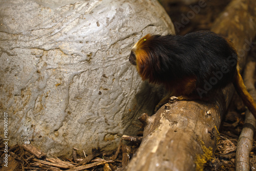 golden-headed lion tamarin perched on a weathered log beside a textured pale boulder in a dim woodland enclosure, black-and-gold fur contrasting with warm brown bark, moss and leaf litter