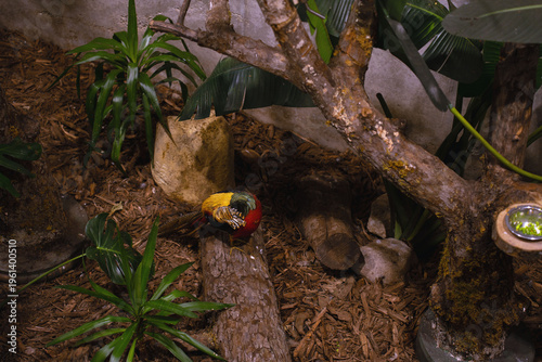 vivid golden-and-red pheasant preening on a bark-covered log in a dim tropical enclosure, surrounded by lush green leaves, twisted branches, rocks and earthy mulch under warm moody light, bark