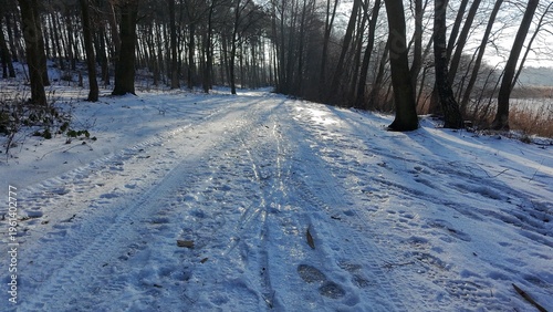 Snowy forest path in winter