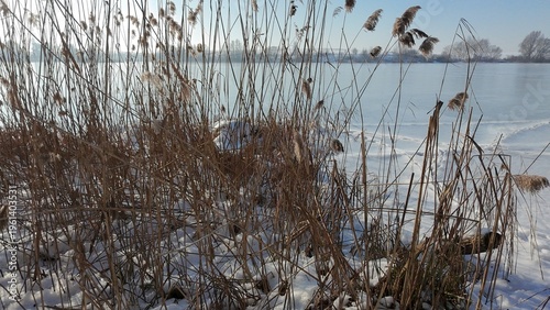 Reeds by frozen lake in winter landscape