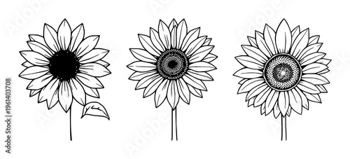 Sunflower set with blooming icon design featuring warm orange petals, bright yellow center, stylized leaves with simple line art with vector graphics and illustration