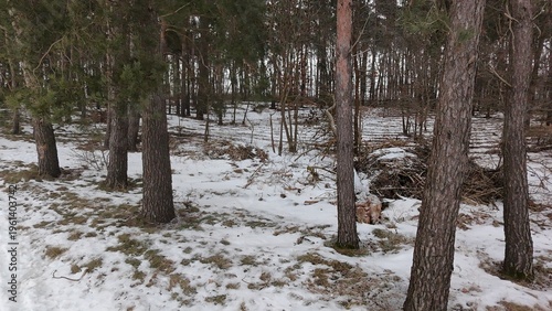 Tall pine trees in winter forest