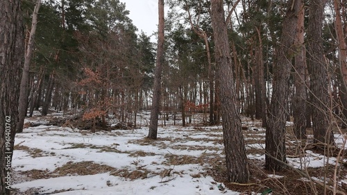 Tall pine trees in winter forest