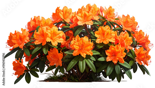 A vibrant, densely packed bush blooms with clusters of bright orange blossoms and green leaves