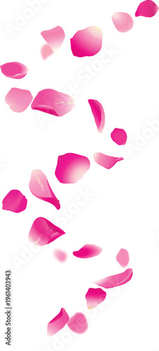 Flying rose petals.Isolated pink floral petal swirl.Realistic pink rose petals