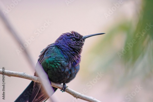 hummingbird in flight