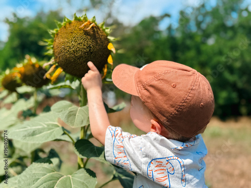 Photo of a toddler boy wearing a cap and touching the core of a sunflower in a sunny field, viewed from the back.