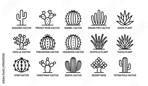 Saguaro, prickly pear, and barrel cactus icons: botanical line art collection