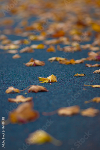 autumn leaves on the ground