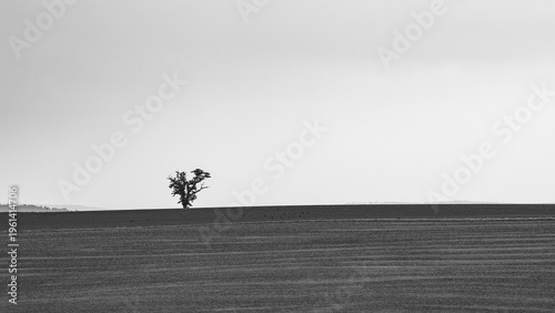 lonely tree in the fog