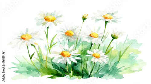 Elegant wedding invitation card background . Minimal hand painted watercolor Cosmosflowers texture template background. Design for wedding, vip cover, poster, rsvp moderncard. Valentine's Day