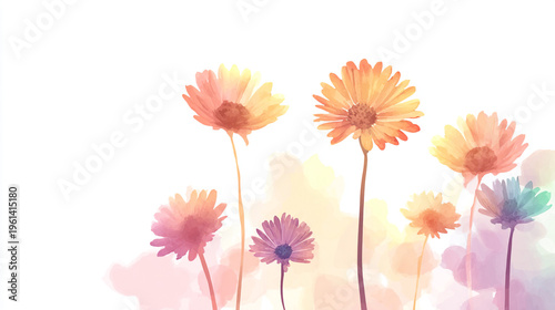 Elegant wedding invitation card background . Minimal hand painted watercolor Cosmosflowers texture template background. Design for wedding, vip cover, poster, rsvp moderncard. Valentine's Day