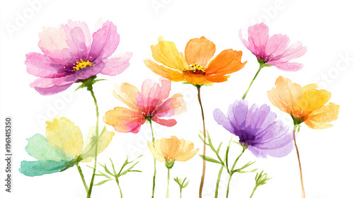 Elegant wedding invitation card background . Minimal hand painted watercolor Cosmosflowers texture template background. Design for wedding, vip cover, poster, rsvp moderncard. Valentine's Day