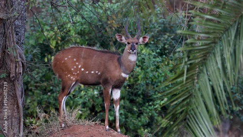 Bushbuck antelope in savannah landscape of Uganda
