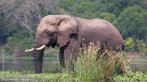 African Elephant standing on a little island in White Nile River of Murchison Falls National Park, Uganda