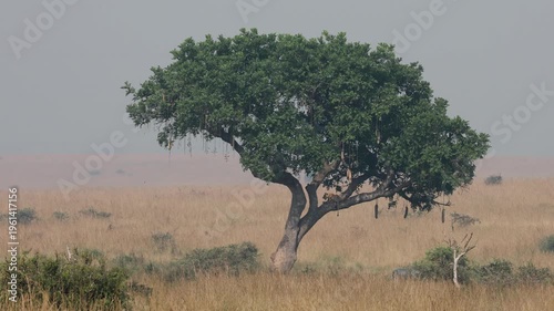 Lioness on a tree in Murchison Falls National Park, Uganda
