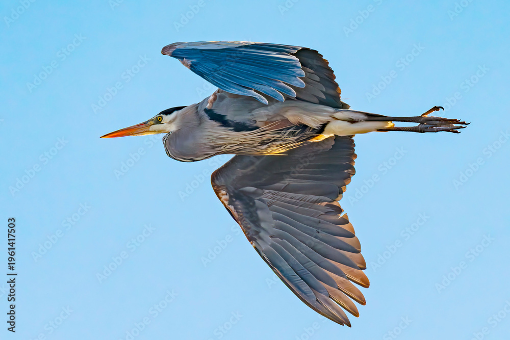 Obraz premium Great Blue Heron in flight in Idaho