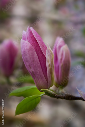 Close-Up of Magnolia Buds Beginning to Bloom with Green Leaves