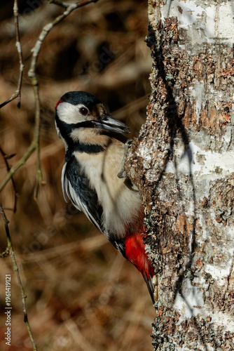 The great spotted woodpecker (Dendrocopos major)