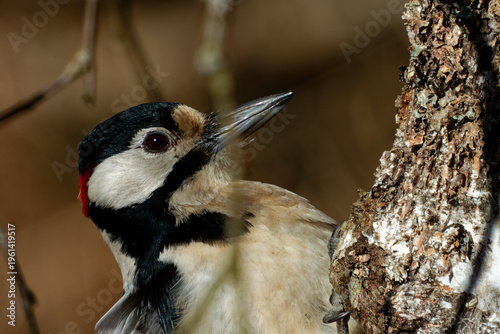 Portrait of a great spotted woodpecker