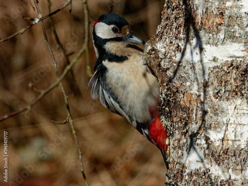 The great spotted woodpecker (Dendrocopos major)