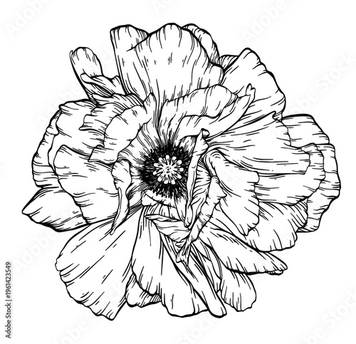 Vector big lush linear poppy. Vintage outline flower top view. Many beautiful twisted petals. Wide open bud contour ink sketch. Floral element hand drawn. Highly detailed graphic art. Botanical design