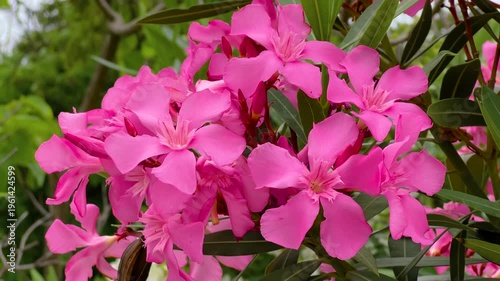 Close up of bright pink oleander flowers and green leaves moving in the wind on ornamental shrub in park during summer bloom