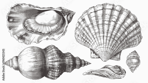Monochrome graphic drawing of an assortment of seashells on a white background