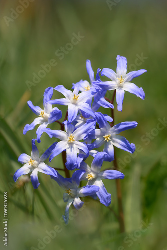 Forbes Blaustern, Scilla forbesii, Chionodoxa forbesii
