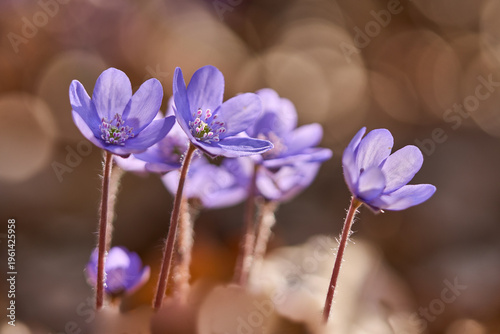Leberblümchen, Hepatica nobilis
